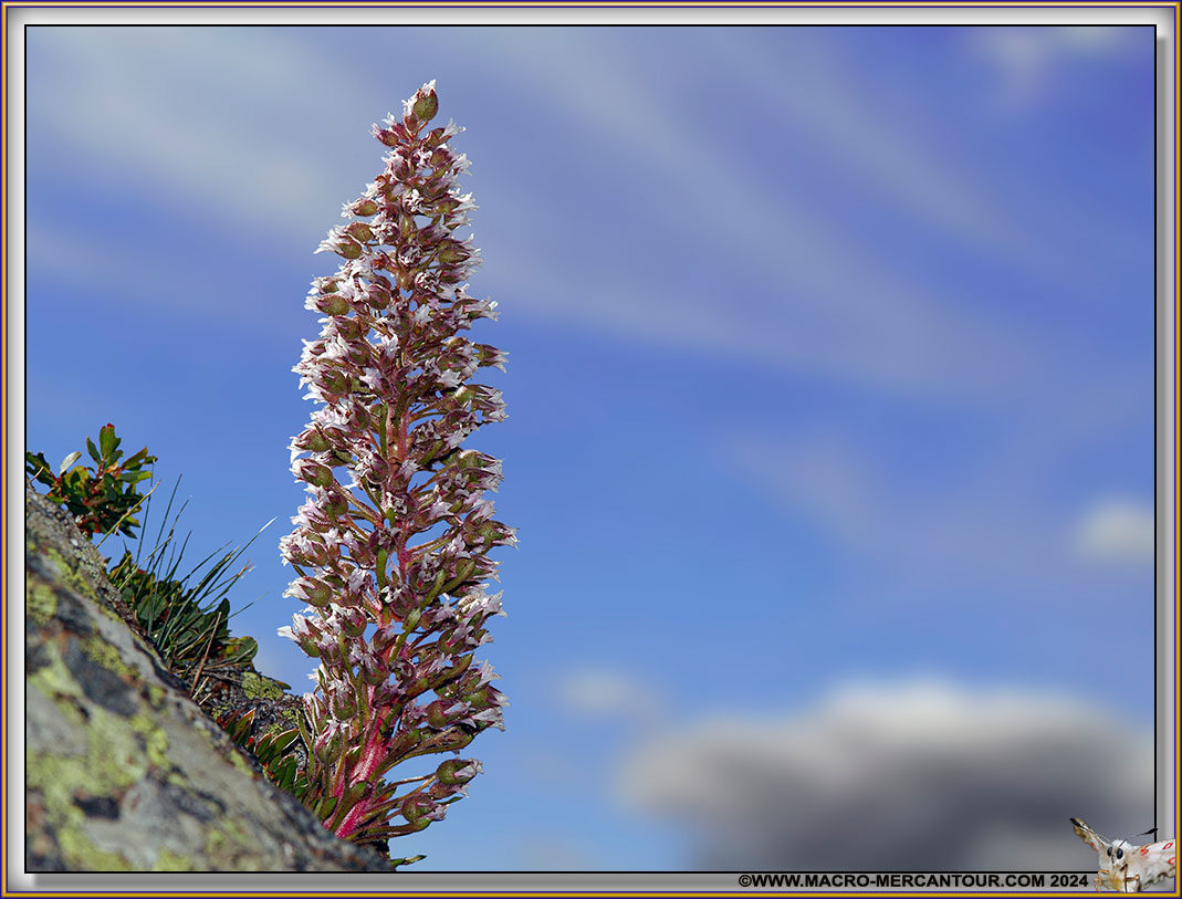 Saxifrage florulenta Moretti